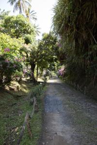 Cocoa/Sugar Plantation