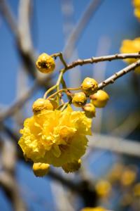 Yellow flowers