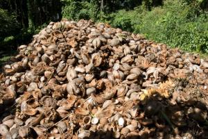 Coconut husks
