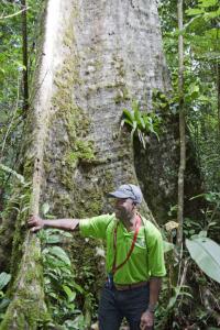 Our guide describes the banyon tree