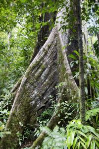 Banyon tree