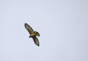 The hawk that scared the parrots away