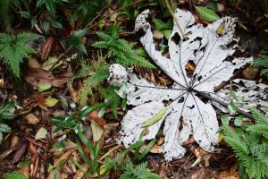 White leaf