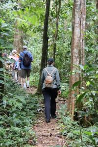 Forest trek