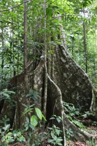 Banyon tree
