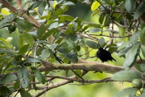 Lesser Antillean bullfinch