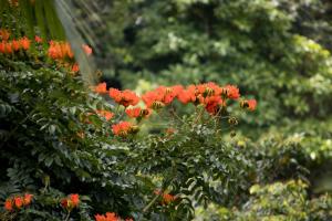 Orange flowers close up
