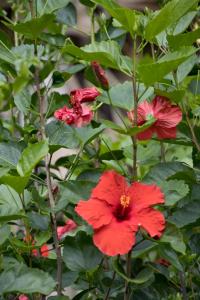 Hibiscus