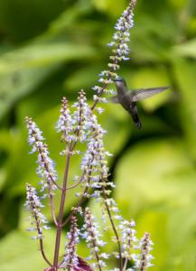 Hummingbird