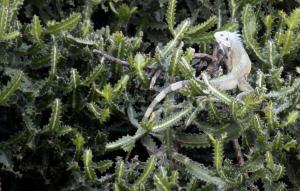 Iguana in a tree