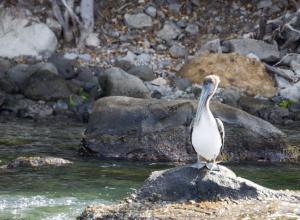 Pelican