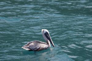 Pelican
