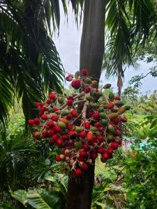 Red pods