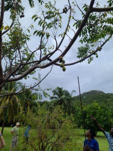 Harvesting the breadfruit