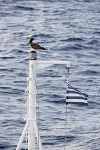 Brown booby