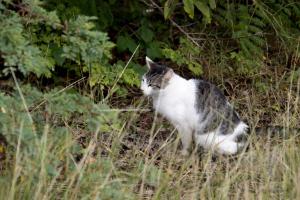 Cat at Fort Hamilton