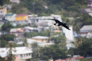 Frigate bird