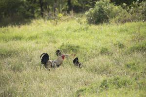 Chickens!