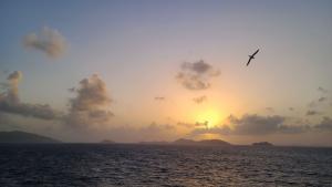 Sunrise (with bird)