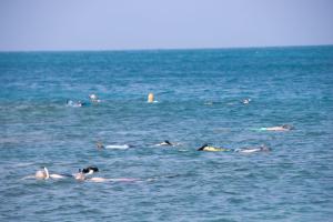 Everyone snorkeling