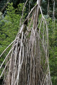 Weird tree roots