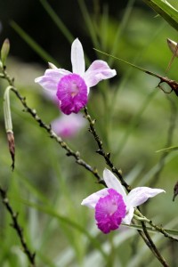 Orchid