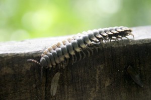 Millipede (about 4 inches)