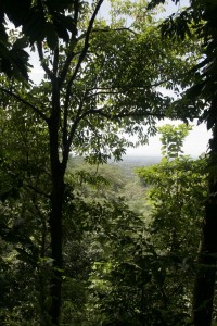 The view