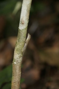 Tree lizard