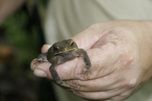 Forest frog