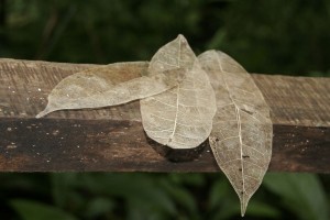 X-ray leaves