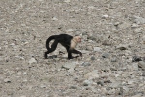 Monkey