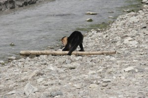 Monkey