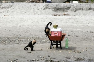Monkey thieves