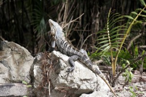 King of the iguanas