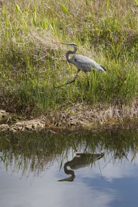 Heron on the move