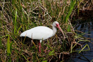 Ibis up close
