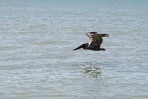 Pelican