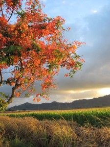 Sunrise (Marion)