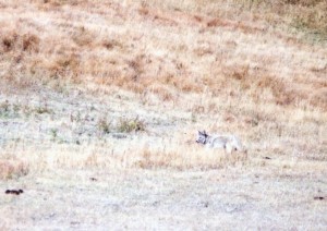 Coyote