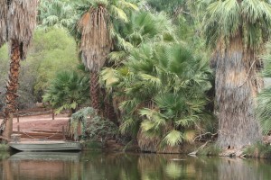 Zoo lagoon (DBK)