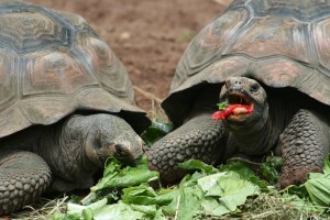 Tortoise lunch (DBK)