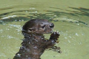 Baby otter (DBK)