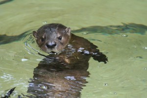 Baby otter (DBK)