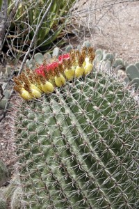 Botanical Gardens