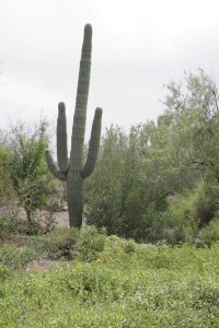Botanical Gardens
