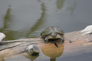 Turtle