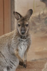 Wallaby