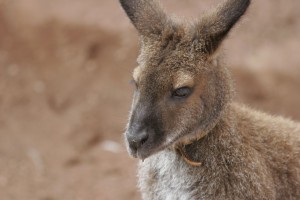 Wallaby