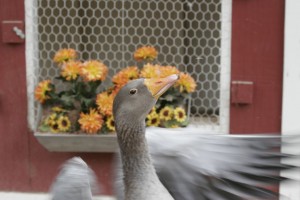Goose